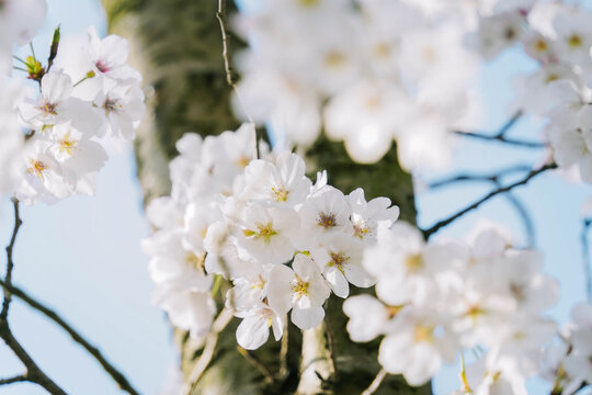 white cherry blossom in Qinglong Lake, Chengdu, Sichuan, China
