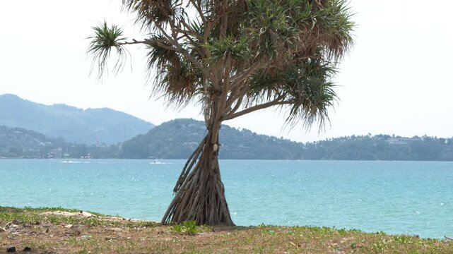 Pandanus Tree on Tropical Beach with Jet Ski in Phuket Thailand
