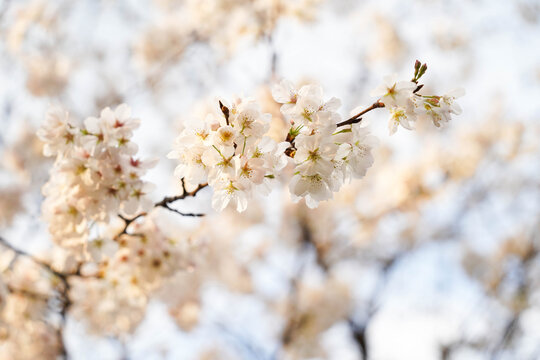 white cherry blossom in Qinglong Lake, Chengdu, Sichuan, China
