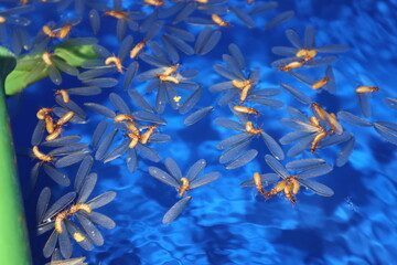 Naklejka premium in the nuptial flight, flying termites that fell into a water collection bucket and got trapped on the surface of the water, their wings sticking to the surface of the water