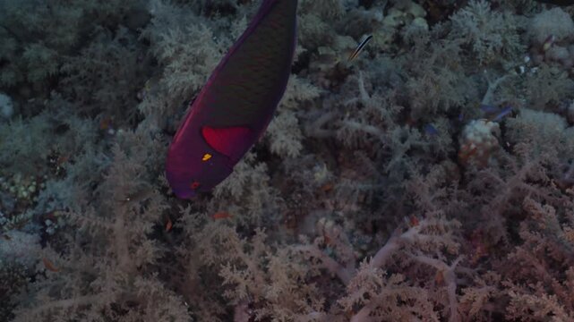 Colorful parrotfish swimming over a vibrant coral reef in the Red Sea. Tropical marine life moves among living corals in clear blue water, revealing the rich biodiversity of this famous underwater