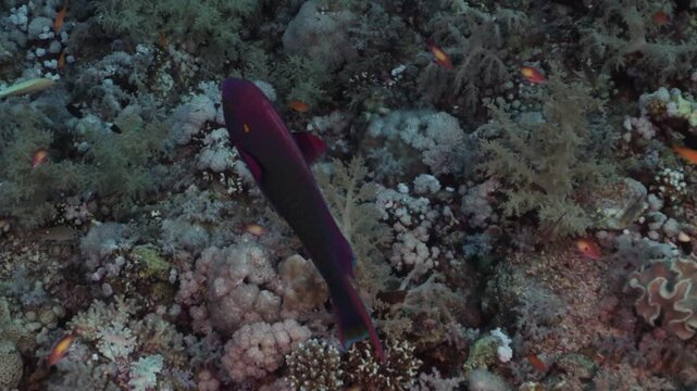 Colorful parrotfish swimming over a vibrant coral reef in the Red Sea. Tropical marine life moves among living corals in clear blue water, revealing the rich biodiversity of this famous underwater