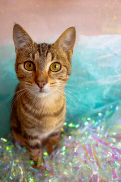 Cute tabby cat portrait with colorful pastel background