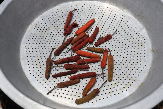 Cabai Jawa (Piper retrofractum) which are dried under the sun, traditional herbal medicine ingredients