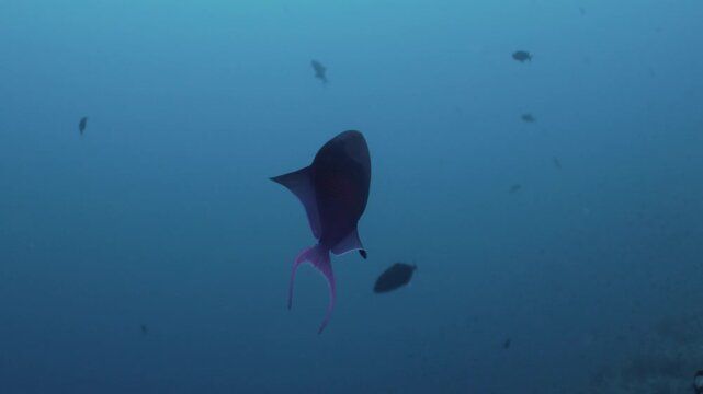 Colorful parrotfish swimming over a vibrant coral reef in the Red Sea. Tropical marine life moves among living corals in clear blue water, revealing the rich biodiversity of this famous underwater