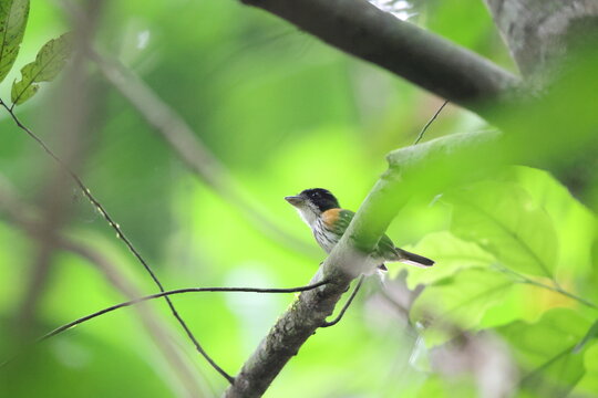 The rufous-sided broadbill (Smithornis rufolateralis) is a species of bird in the family Calyptomenidae. This photo was taken in Ankasa National Park, Ghana.