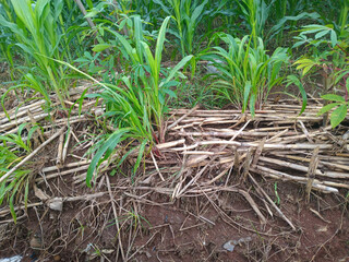 Fototapeta premium Young green corn plants growing in field with dried stalk mulch on soil, showing conservation agriculture and crop residue management in a rural farm setting.
