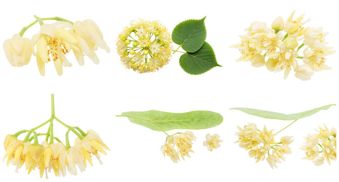 Fresh linden blossoms and vibrant green leaves collection, photographed and isolated on a transparent background.
