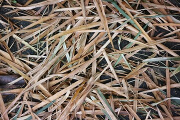 Dry Grass And Straw On Ground Texture With Fallen Leaves And Rustic Organic Pattern
