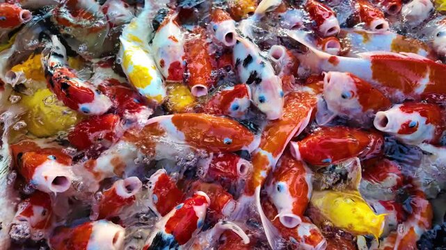 Numerous koi fish are crammed into the pond, waiting to be fed. Slow motion