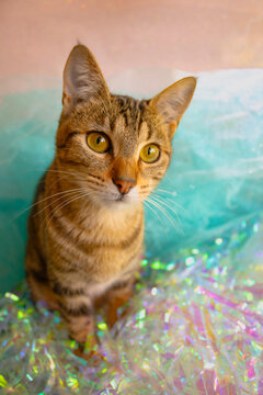 Adorable tabby cat portrait with iridescent tinsel and turquoise dreamy background