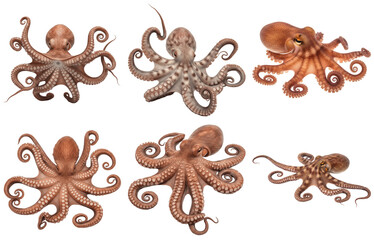 Dynamic Collection Brown Octopuses With
