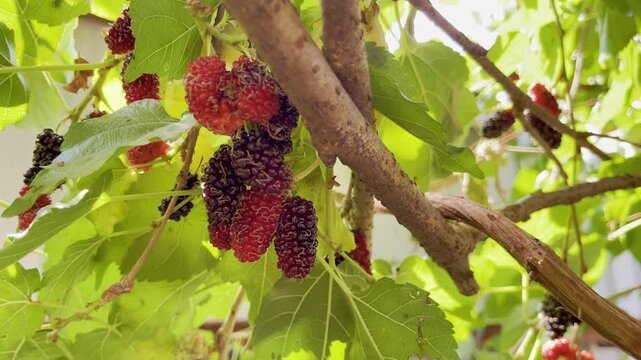 The mulberries are ripe on the tree and ready to be harvested and eaten. Slow motion