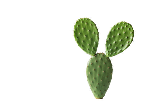 Perfect Opuntia cactus, vibrant green pads, distinct glochids, seamless transparent studio background, soft diffused lighting, concept of corporate resilience, sustainable growth