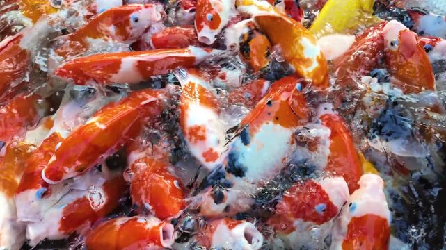 Numerous koi fish are crammed into the pond, waiting to be fed. 