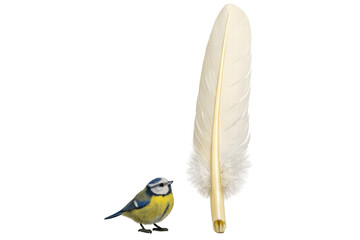 Blue tit bird standing next to white feather © PerfectPhoto