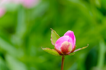 Peony bud heralding the arrival of spring with a soft green background