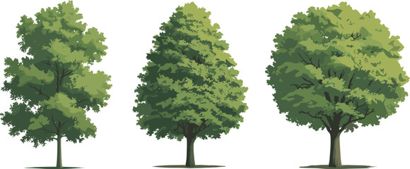Three stylized deciduous tree illustrations with narrow upright form, conical layered foliage, rounded canopy, nature art, environment design, botanical diversity © Champa