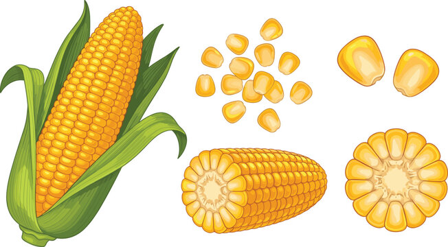 Fresh Corn Maize Vector Illustration with Corn Cob, Corn Slice and Kernels for Agriculture Design, Organic Food Packaging and Farm Produce Graphics.