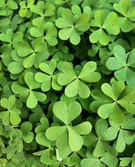 Close-up of Vibrant Green Clover Leaves