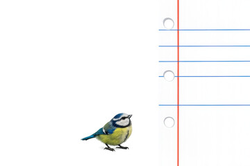 Blue tit bird standing on lined notebook paper © PerfectPhoto