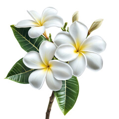 Obraz premium White plumeria flowers with green leaves isolated on transparent background transparent background