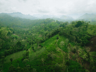 Obraz premium Aerial view of lush green agricultural terraced fields and tropical forest in East Java, Indonesia