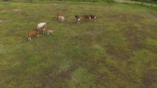 Aerial drone view of a herd of cattle and calves grazing on a green pasture in a rural countryside landscape. The cows are scattered naturally across the grassland, representing livestock farming, agr