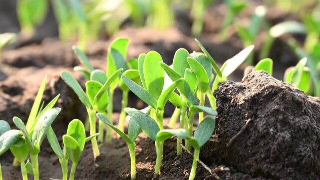 Fenugreek vegetable plant growing out from the soil. Fenugreek plant blooming in day sunlight. Home gardening. Agricultural concept.