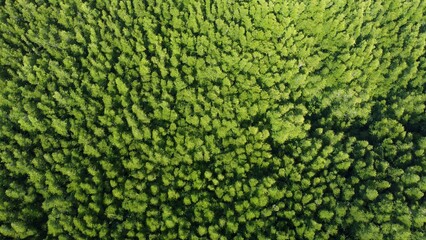 Aerial view of a vibrant green forest canopy, evoking a sense of natural beauty and serenity. The...