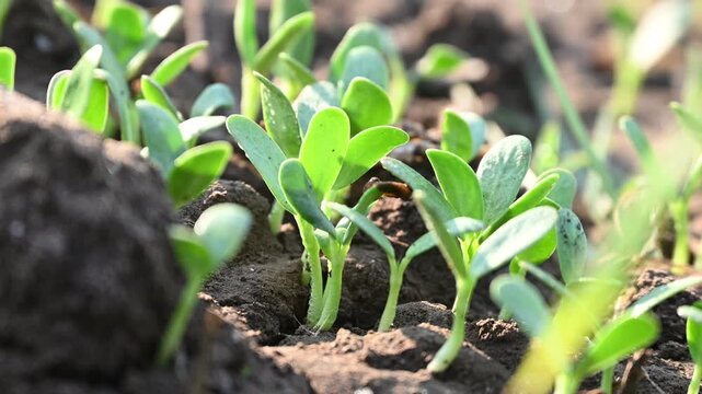 Fenugreek vegetable plant growing out from the soil. Fenugreek plant blooming in day sunlight. Home gardening. Agricultural concept.
