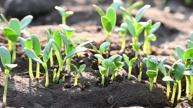 Fenugreek vegetable plant growing out from the soil. Fenugreek plant blooming in day sunlight. Home gardening. Agricultural concept.