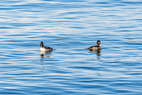 Pair of bufflehead ducks floating on the calm sea surface at Iona Beach Regional Park in Vancouver Canada