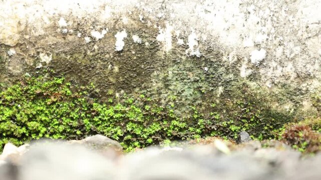 clover with moss lit by the sun on the stones in the mountains. Nature background.
