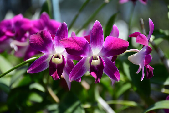 Beautiful Magenta Dendrobium Orchid Flowers with Star Shaped Petals