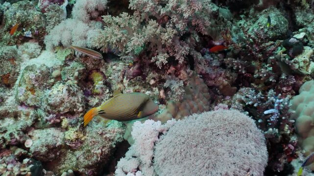 Longfin batfish swimming gracefully among coral reef formations in the Red Sea. The tropical reef fish moves slowly through colorful corals, exploring its vibrant underwater habitat.
