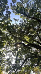 Fototapeta premium Looking Up at Tree Canopy with Sunlight Through Green Leaves