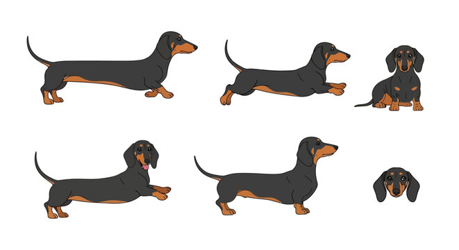 Vector illustration set of cute black and tan dachshund dogs in various poses like running, sitting, and standing isolated on a white background for pet design.