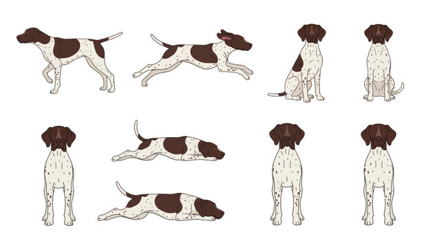 Collection of German Shorthaired Pointer Dog Breed Illustrations in Various Poses such as Running Sitting Standing and Lying Down Flat Vector Art Graphics Set