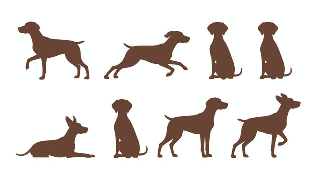 Vector Set of German Shorthaired Pointer Dog Illustrations in Various Poses Like Running, Sitting, and Standing for Pet Lovers and Hunting Enthusiasts Design.