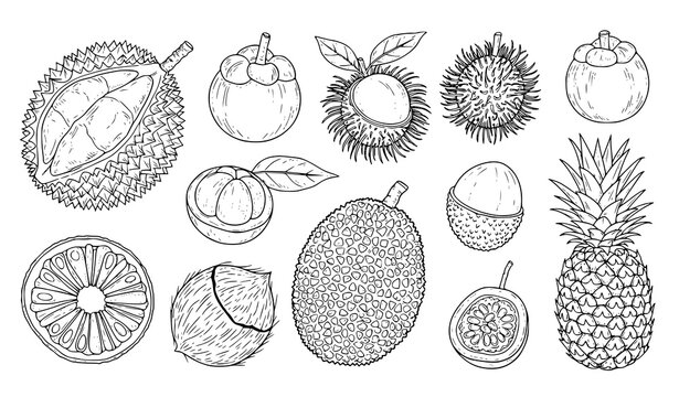  Hand drawn tropical fruit set including durian rambutan mangosteen and pineapple, detailed sketch style vector illustration collection isolated on light background