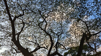 Tree Canopy Silhouettes Against Evening Sky