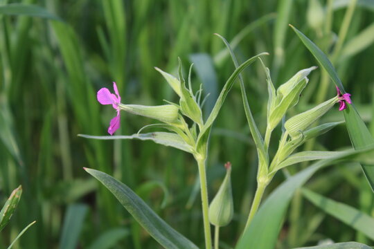 Silene conoidea, weed silene or the large sand catchfly
