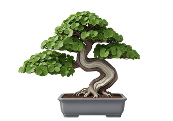 Green Bonsai Tree in Ceramic Pot Isolated on White Background