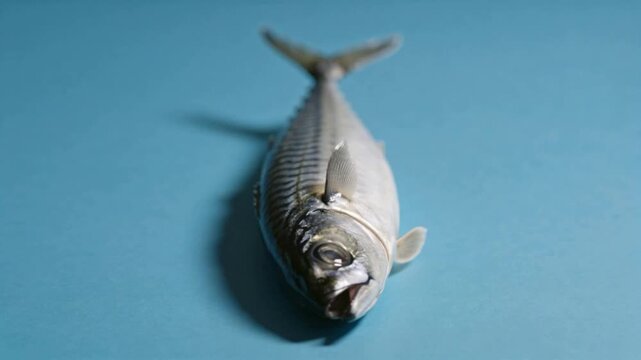 Fish decomposing over time on a blue background