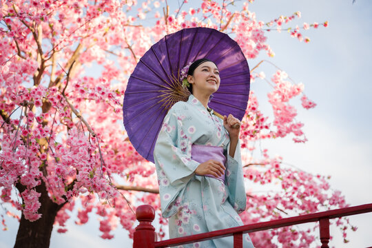 woman in yukata (kimono dress) holding umbrella with sakura flower or cherry blossom blooming in garden