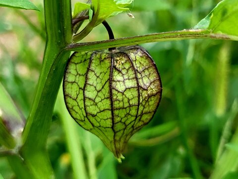 Physalis angulata  fruits in the garden, the plant belonging to the nightshade family Solanaceae