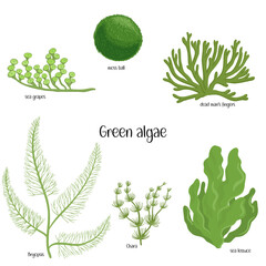 Vector drawing sea weed, set of green algaes, hand drawn illustration © cat_arch_angel