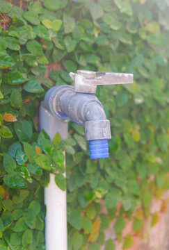 Outdoor Water Tap on Wall Surrounded by Creeping Green Leaves