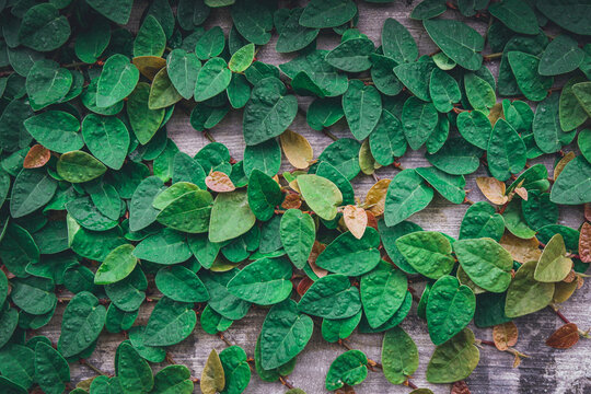 Close Up of Creeping Fig Leaves Covering Wall, Natural Green Background